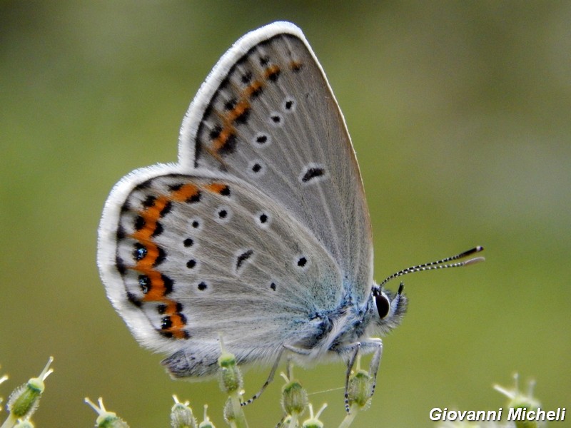 Parco del ticino : incontri del 23/8/14